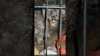 Тедди кушает паштетик