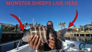 Winter Time sheepshead Fishing with crabs