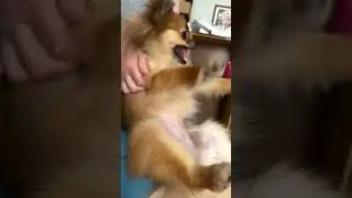 💃 #tiktok #собака #pomeranian