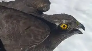 Атака Ястребя Чуть не утащил Голубя Не удачная вышла охота у Ястреба