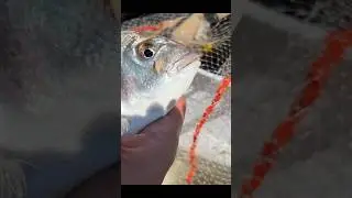 Orate e pasturatore 