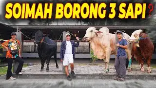 AKHIRNYA SOIMAH MENEMUKAN SAPI QURBAN DI  SETIA FARM..‼️ 