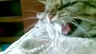 Ziya Kedi Versiyon
