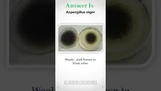 Can you Guess this Species  ? 🧐👀🧠  #Quiz 141