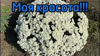598❤️ Солнечный денёк! Собираем кукурузу. Немного поработали. Как там дети?