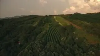 Reizer wineyards