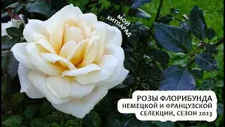 Хитпарад роз флорибунда немецкой и французской селекции, сезон 2023 