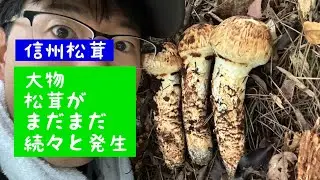 山の神サイズが続々と発生した第3週目前半　信州の松茸