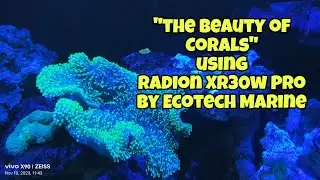 The Beauty of Coral reef , RADION XR30w Light #ecotechmarine #coralreef #fyp #radionxr30wpro #viral