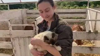 Как мы кормим телят