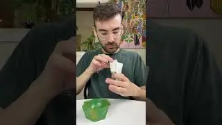 Trying to Grow Two Kung Fu Panda Chia Pets