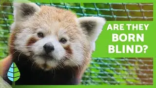 10 CURIOUS FACTS about the RED PANDA 🐼❤️ Where Does It Live? What Does It Eat? Is It in Danger?