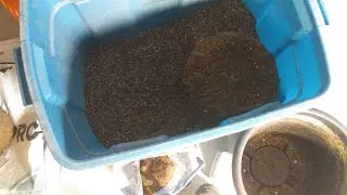 How to reuse the soil in a pot after a harvest #cannabis #cannabissociety #tiktok #instagram #soil