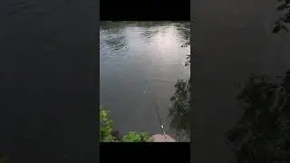 #спининг #fishing #shortvideo #рыбалка #щука #fish