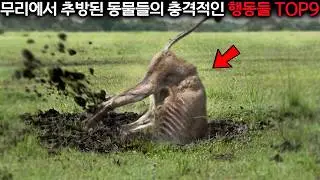 무리에서 추방된 사자, 99%가 모르는 그들의 충격적인 삶