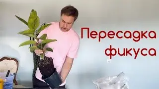 Пересадка фикуса. Грунт для фикуса.