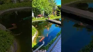 Пруд возле Дома/Всё своими руками/Август 2024