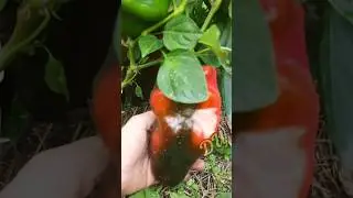 СУПЕР Крупноплодный сорт ПЕРЦА! Египетская сила