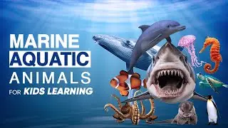 20 Sea Animals for Kids with EXAMPLES | Aquatic Animals | Water Animals | Ocean Animals | MarineLife