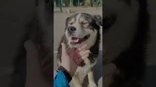 Самый контактный пес ❤️ #shortvideo #собаки #youtubeshorts #shorts