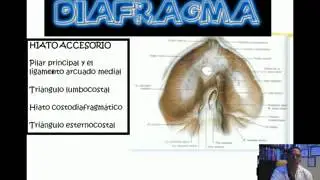 DIAFRAGMA