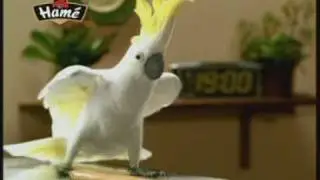 TV spot HAMÉ pro Maďarsko