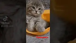 о нормально, нормально ... 🤣 мем