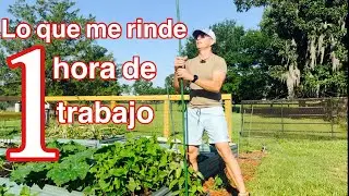 Cómo es Esto Fuera de Cámara - Les Resumo Una Hora Productiva en el Huerto