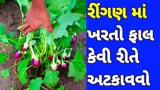 રીંગણ માં ખરતો ફાલ કેવી રીતે અટકાવવો