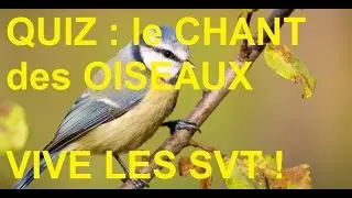 Les chants d'oiseaux - Zénith FM  vivelesSVT.com