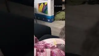 реакция кошек на птиц. shorts