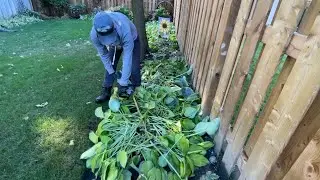TRIMMING HOSTAS in the FALL SEASON
