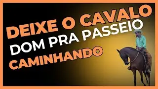 Como deixar o cavalo manso caminhando  ele