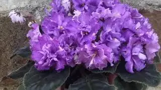 Короткий обзор фиалки : Dn-Fleur . красивая фиалка . смотрите описание.