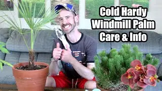 Cold Hardy Windmill Palm Care & Info