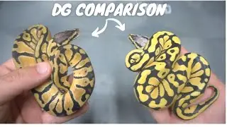 Insane Desert Ghost Combos! Comparisons!!!!