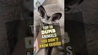 Top 10 Silent Animals You Didn’t Know Existed #animals