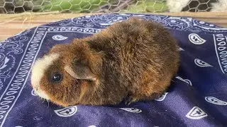 Porque os porquinho da índia são os  melhores pets para se criar em 2023/2024!