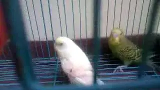 الكناري القاتل