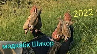 Охота на Куропатка Кеклик в Таджикистане 2022 Шикори Модкабк 2022 Keklik Partridge