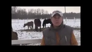 О лошади на приусадебном участке