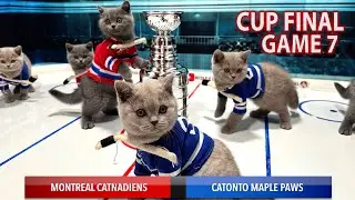 CAT KITTENS PLAYING HOCKEY CUP FINAL GAME! [PREVIEW] British Shorthair Blue Cats