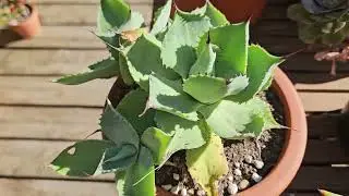 Leaf succulents - plants adapted to dry conditions