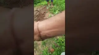 नाग नागेश्वर धाम मगरदहा कोतमा में ऑक्सीजन जीवन्त प्लांट के रूप में पीपल पौधे का रोपण 08.07.2024