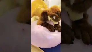 Furry dog doesn't know how to balloon 🎈💥