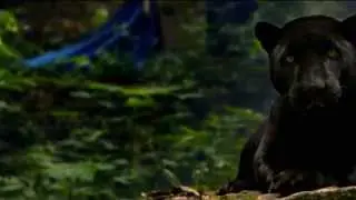 Protector