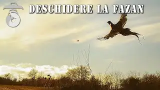 Deschidere la fazan / Top Lovituri & Ratari (Pheasant opening day / Best Shots & Misses)