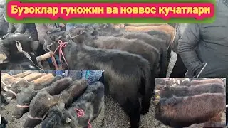 Ёш Бузоклар гуножин ва новвослар Бекобод бозори