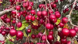 美国麻省海棠果 累累硕果（何导在美国Vlog♥带你了解不一样的美国）