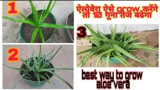 how to grow aloe vera faster ? easy and simple method 🤩